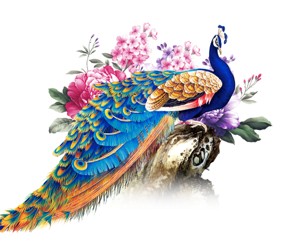 Павлин на белом фоне