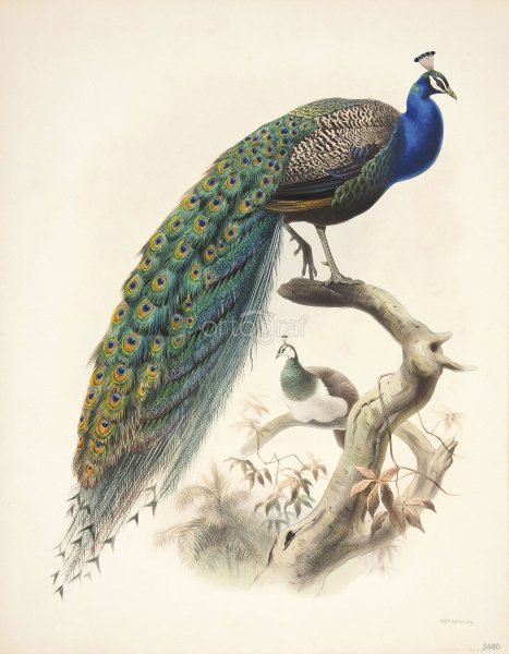 Птицы царство Daniel Giraud Elliot