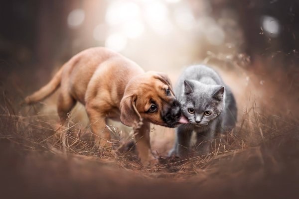 Обои с кошечками и собачками