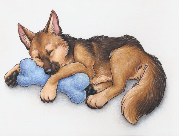 Немецкая овчарка аниме