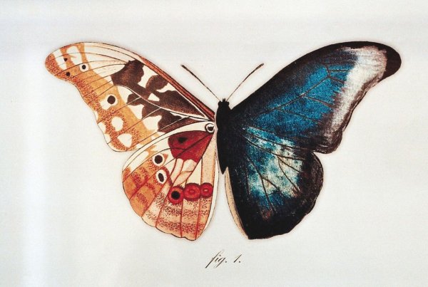 Бабочка в искусстве