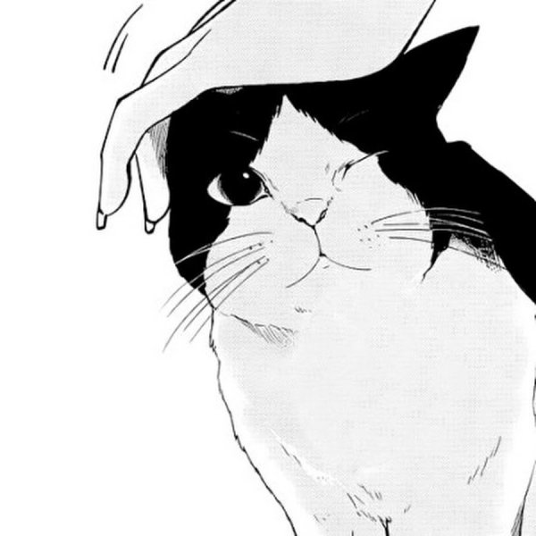 Черно белый кот арт