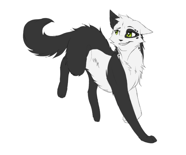 Коты Воители черно белый кот