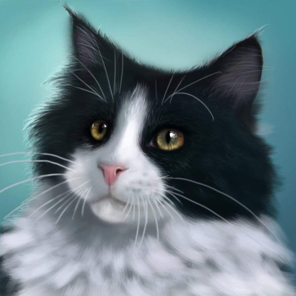 Чёрно белая кошка с янтарными глазами