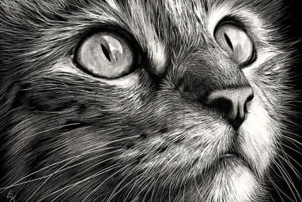 Кошка карандашом
