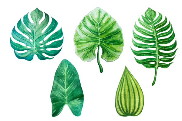 Тропические листья акварелью