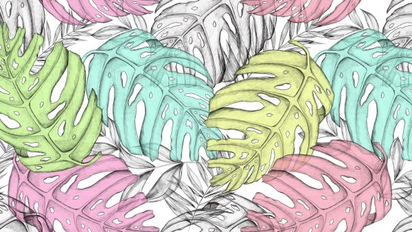 Гуттация монстера