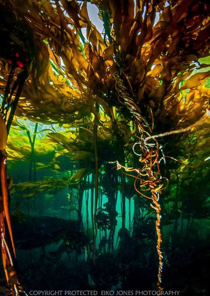 Красивые водоросли