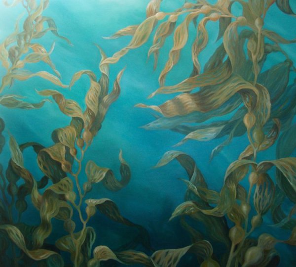 Водоросли келп ламинариевые