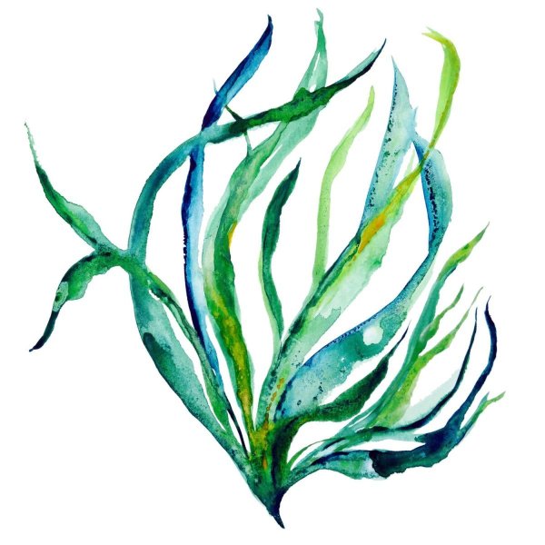 Морские водоросли ламинария