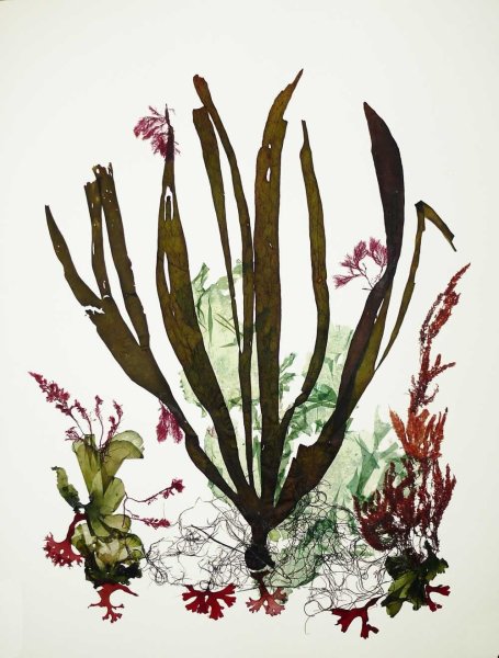 Ламинария акварель