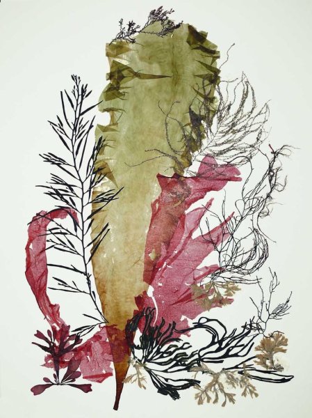 Морские водоросли акварель