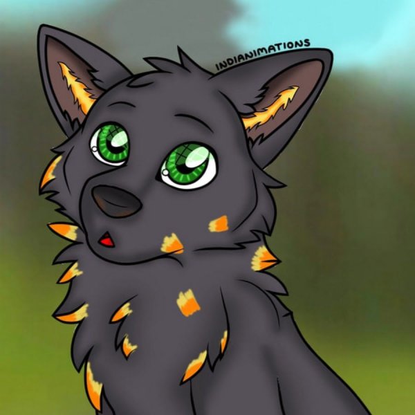 Вилд крафт вилд волк Мистик