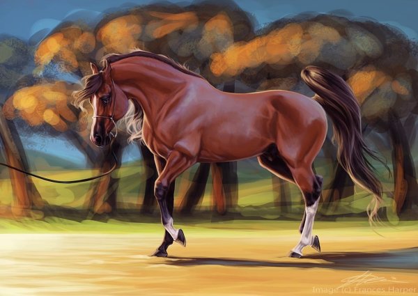 Арты лошадей