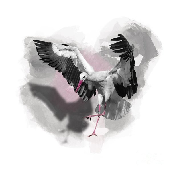 Арты белый Аист