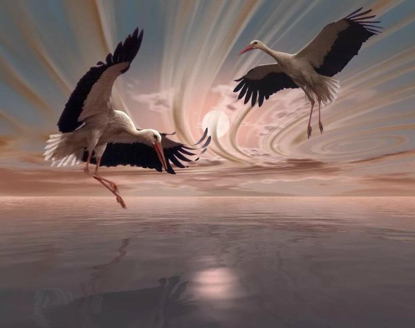 Танцующие Аисты