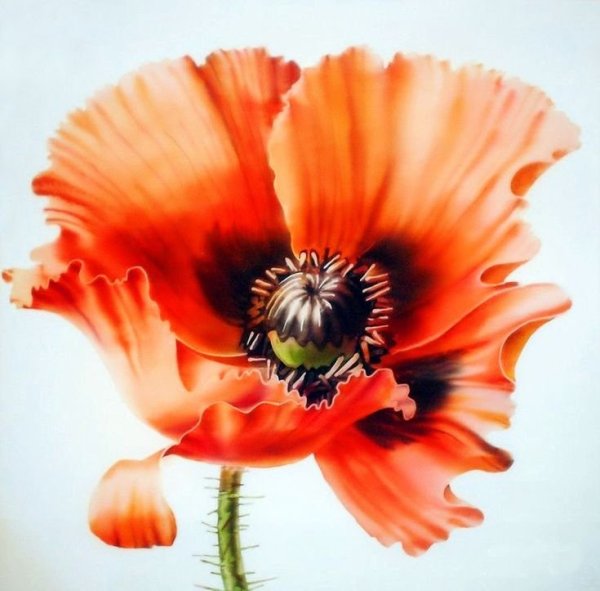 Мак цветок арт