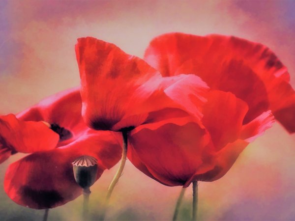 Картина цветы