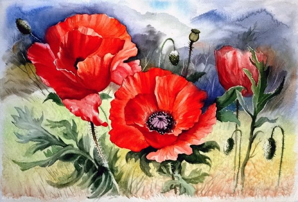 Мак Нарисовая