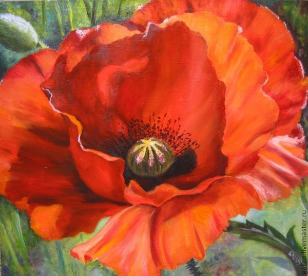 Красные маки живопись