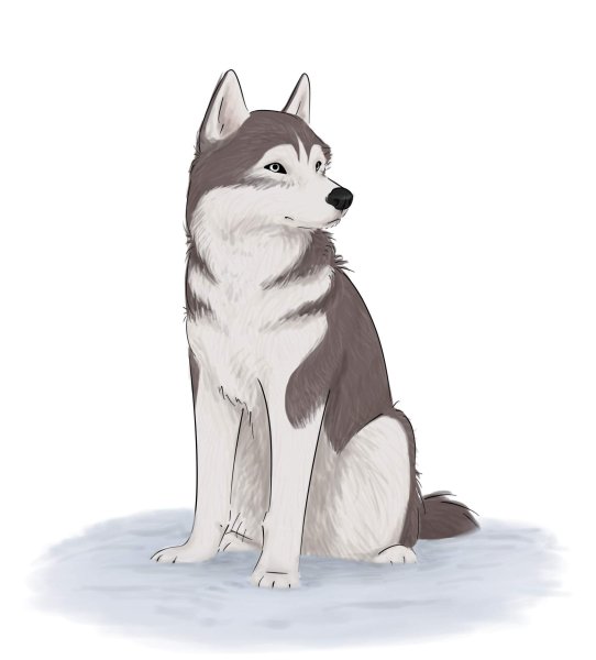 Фурри хаски