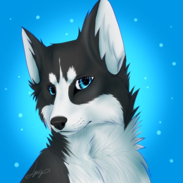 Собака хаски арт