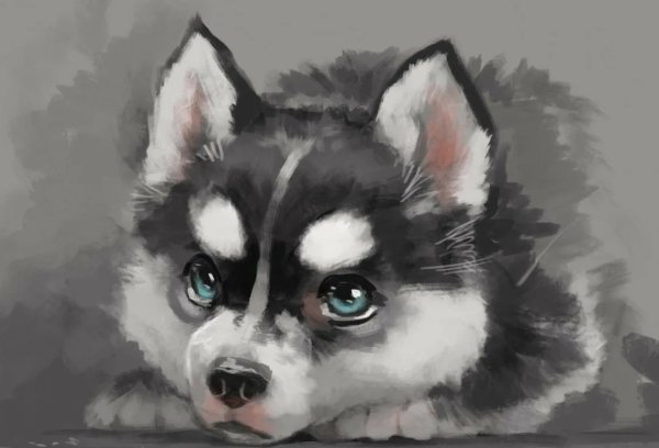 Хаски аниме