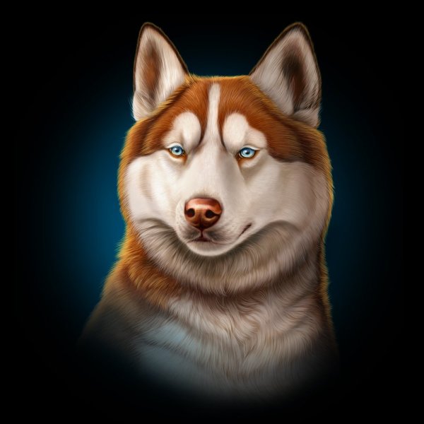 Собака хаски арт