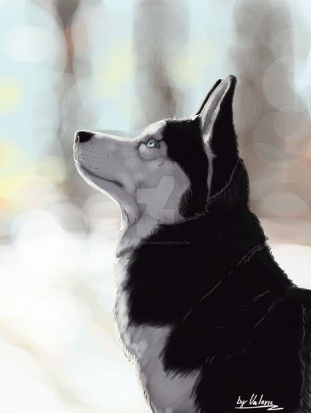 Хаски аниме