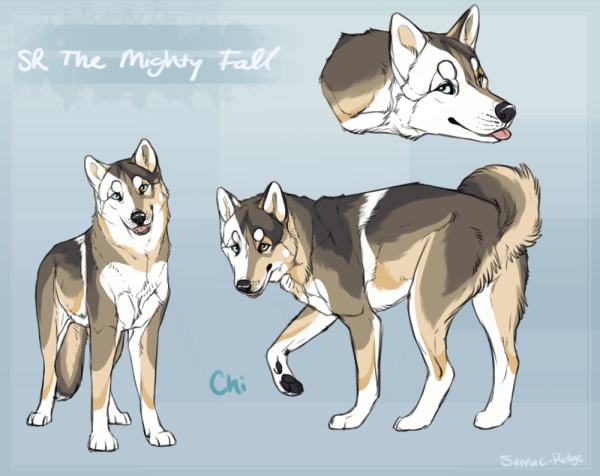 Хаски окрас референс