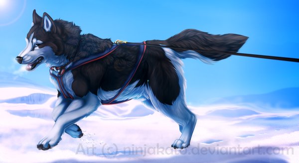 Хаски аниме