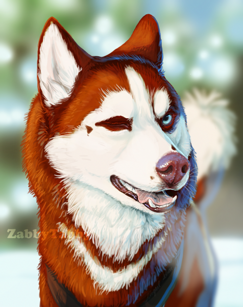 Рыжая собака хаски хаски