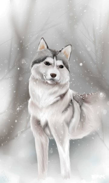 Сибирский хаски арт