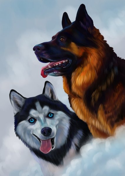 Хаски и овчарка