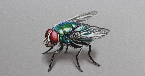 Художник Marcello Barenghi