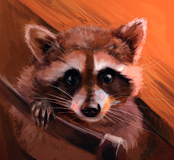 Рыжий енот полоскун