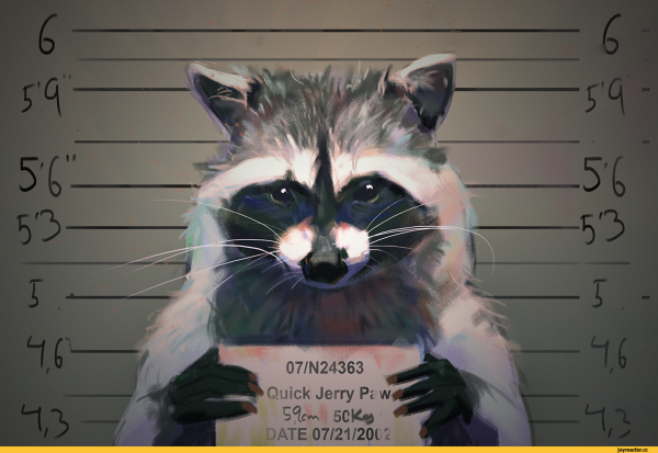 Енот с табличкой