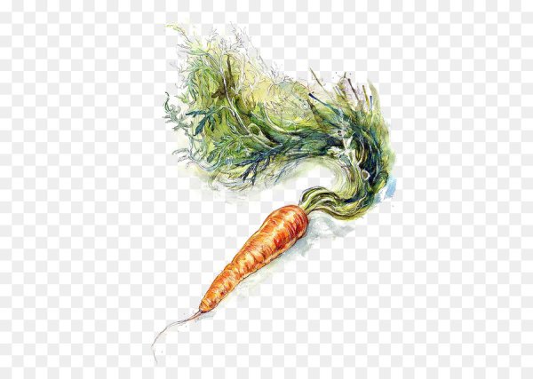 Морковь акварелью