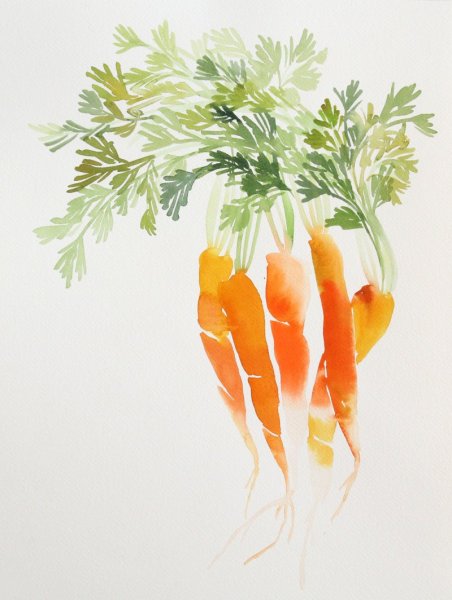 Акварельная морковь