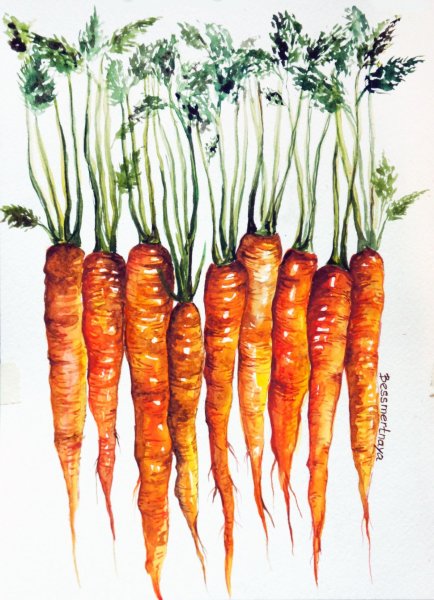 Акварельные скетчи морковь