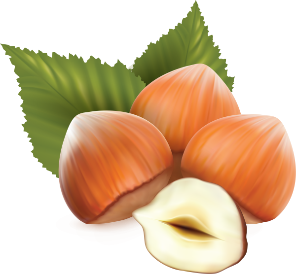 Орех фундук вектор