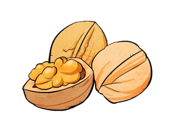 Орехи иллюстрация