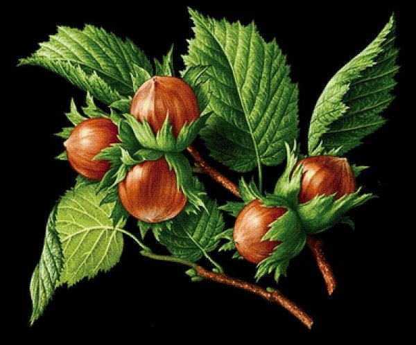 Лещина орех на ветке