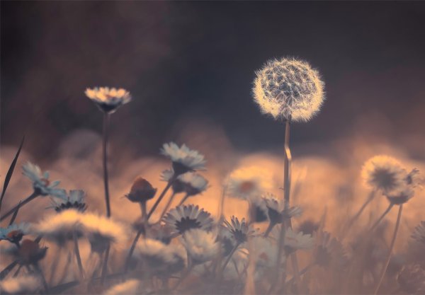 Одуванчик арт