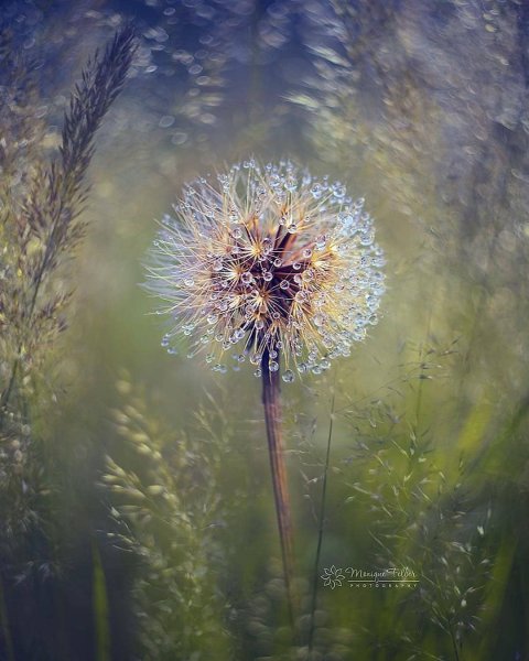 Макросъемка природа одуванчик