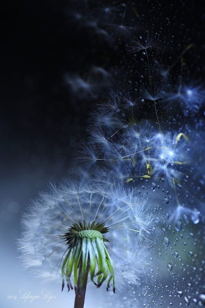 Одуванчик арт