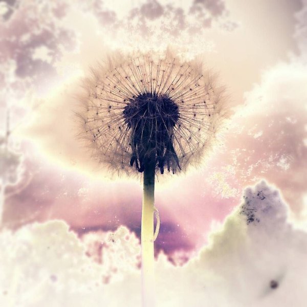 Одуванчик арт