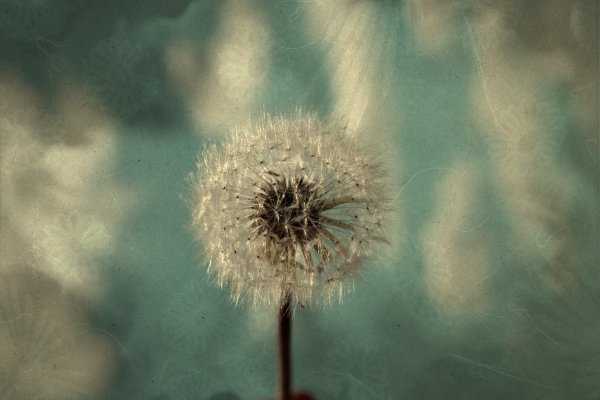 Грегори Ван Раалте современный американский художник, одуванчики