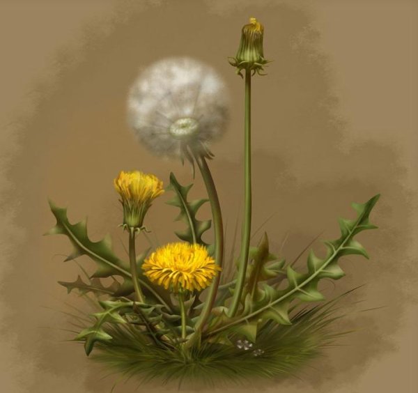 Одуванчик рисунок