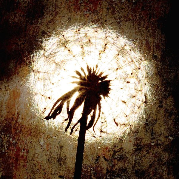 Одуванчик арт